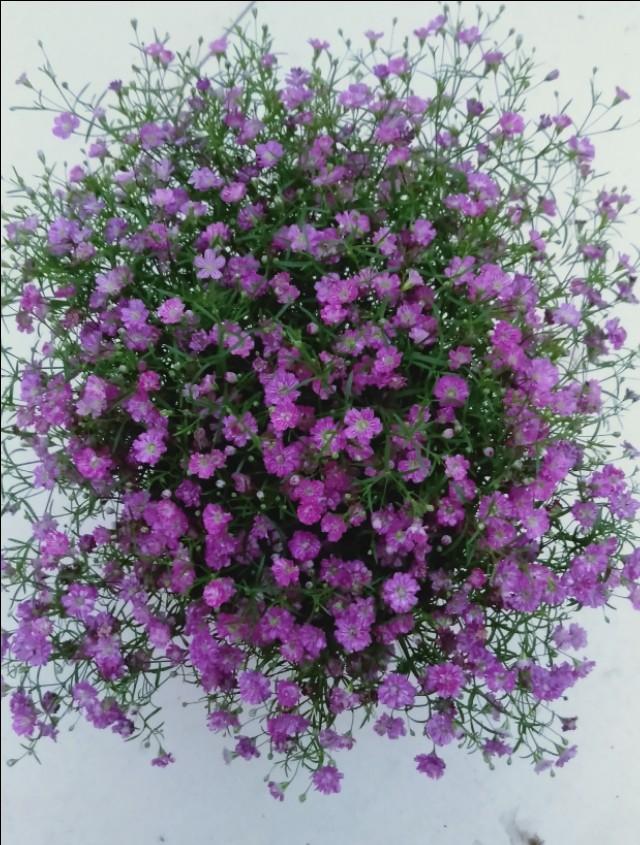满天星|盆栽|植株_新浪新闻