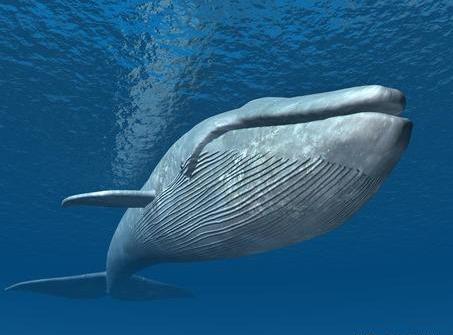 吼猴叫声震耳欲聋,这种动物却如飞机起飞