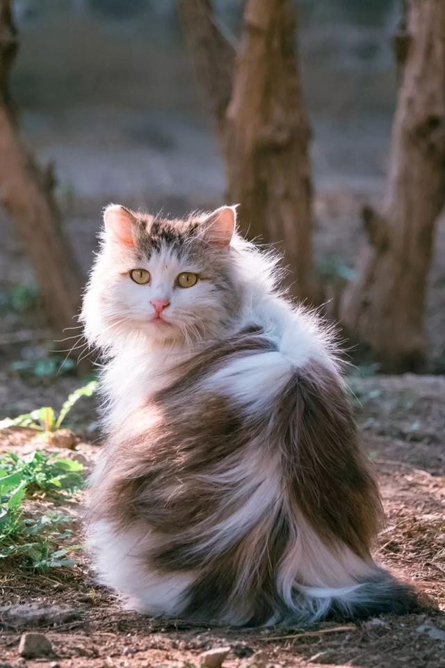 北京田园长毛大猫精选,每只颜值都俊美优雅