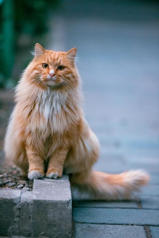北京田园长毛大猫精选,每只颜值都俊美优雅