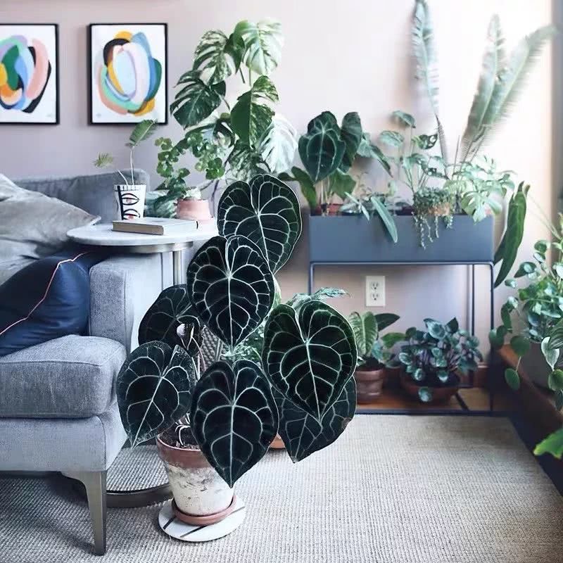16种叶形奇特的绿色植物,送给爱花的你!|养护|叶形|叶色_新浪新闻