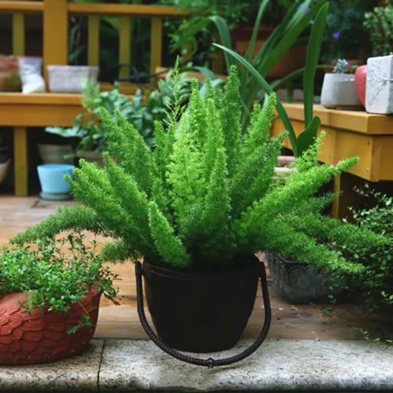 16种叶形奇特的绿色植物,送给爱花的你!|养护|叶形|叶色_新浪新闻