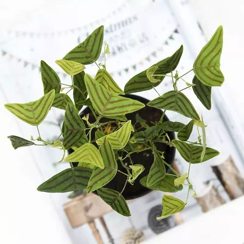 16种叶形奇特的绿色植物,送给爱花的你!|养护|叶形|叶色_新浪新闻