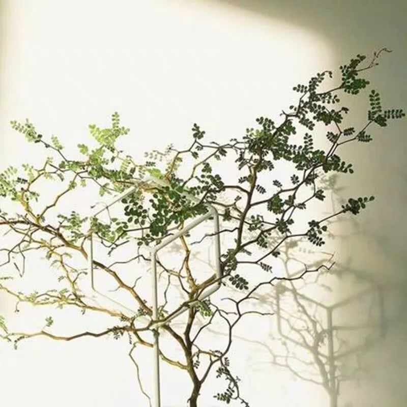 16种叶形奇特的绿色植物,送给爱花的你!|养护|叶形|叶色_新浪新闻
