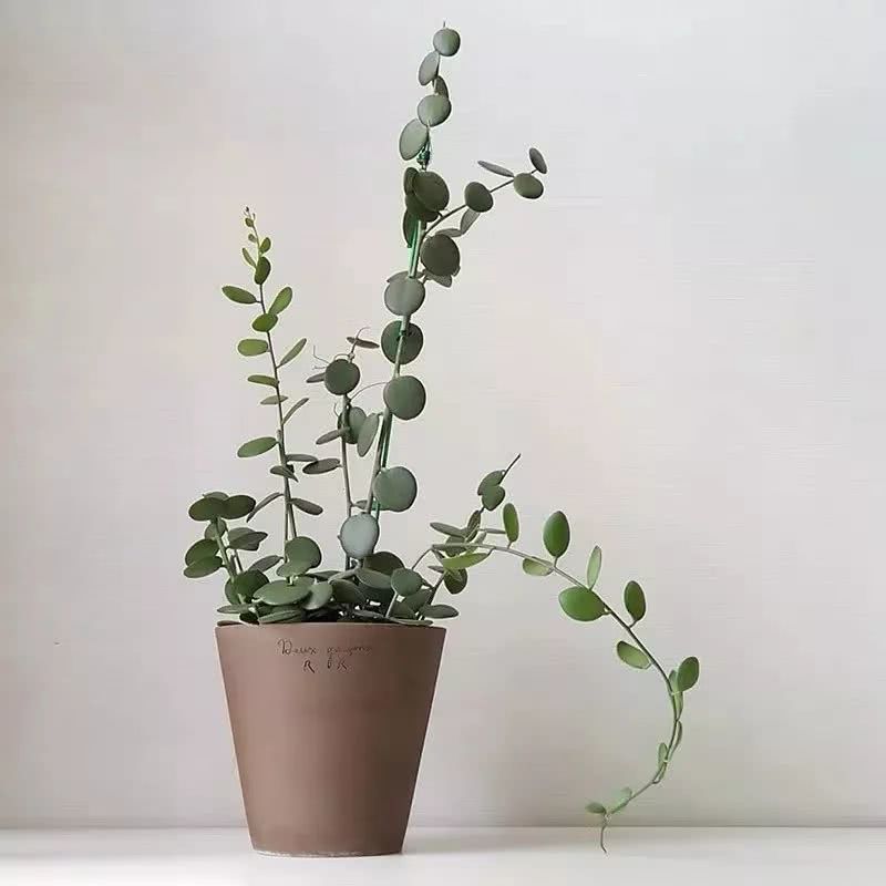 16种叶形奇特的绿色植物,送给爱花的你!|养护|叶形|叶色_新浪新闻