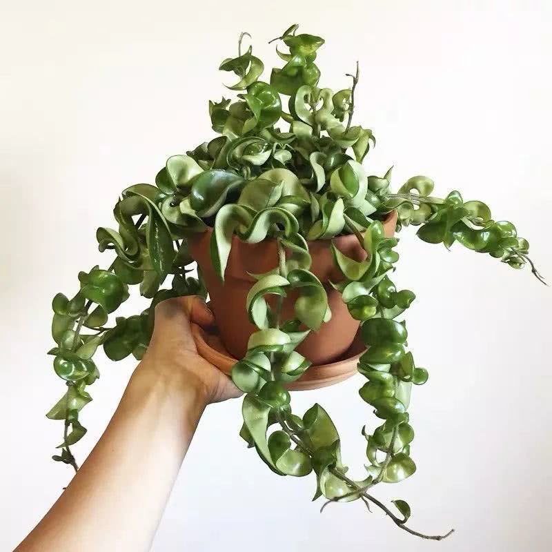 16种叶形奇特的绿色植物,送给爱花的你!|养护|叶形|叶色_新浪新闻