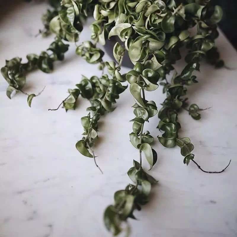 16种叶形奇特的绿色植物,送给爱花的你!|养护|叶形|叶色_新浪新闻