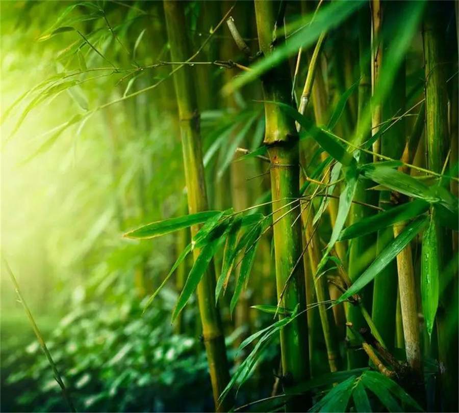 托物言志,意境深远 | 当代著名画家金晓海笔端竹韵赏析|金晓海|竹子