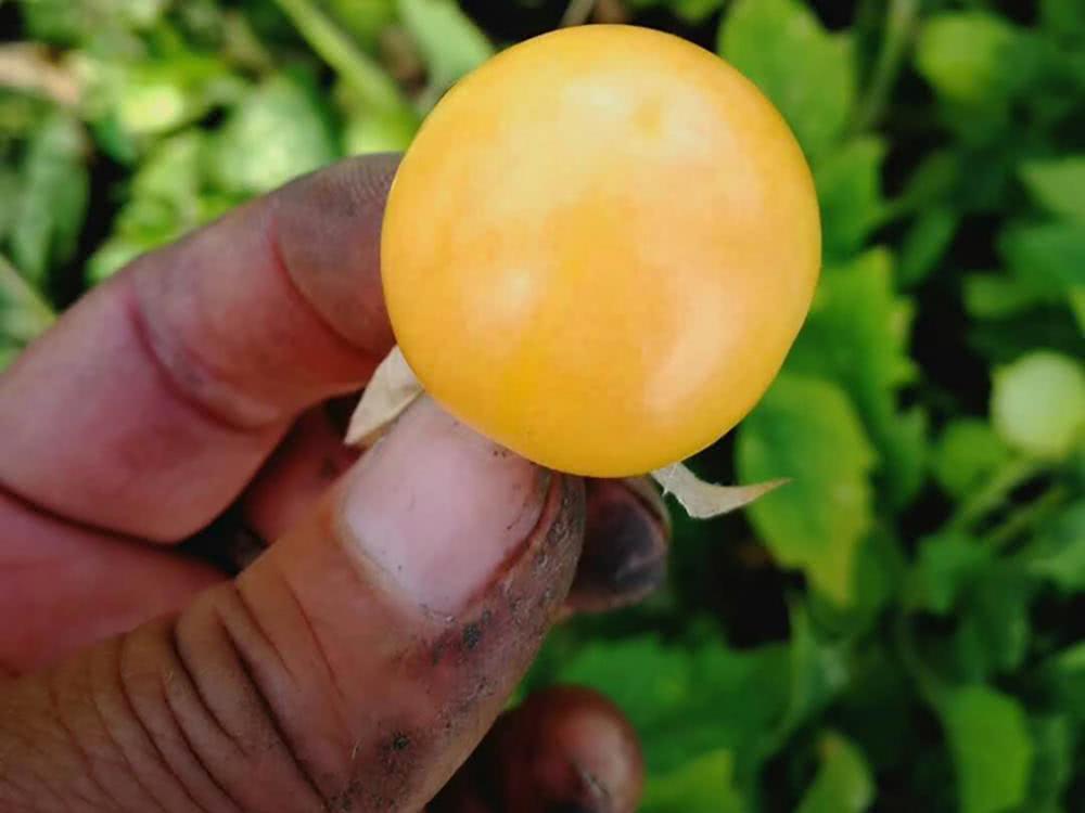 农村野外很多,儿时常吃,如今却被包装成进口水果,价格翻了4倍|姑娘