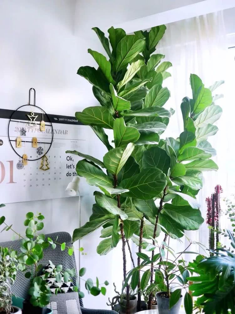 16种叶形奇特的绿色植物,送给爱花的你!|养护|叶形|叶色_新浪新闻