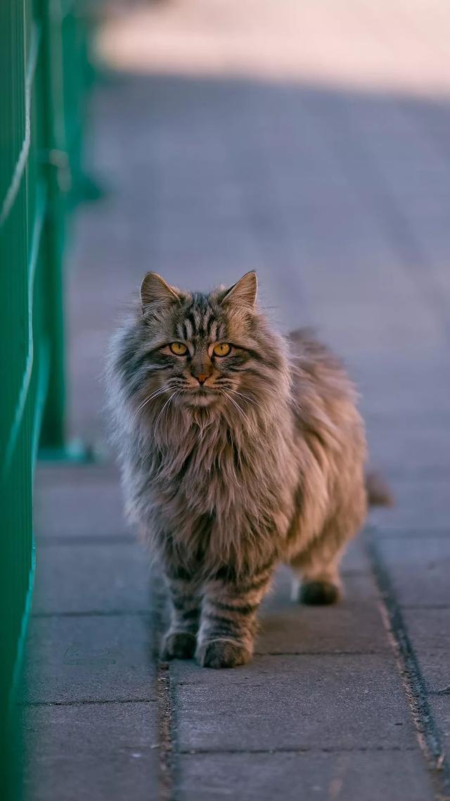 北京田园长毛大猫精选,每只颜值都俊美优雅