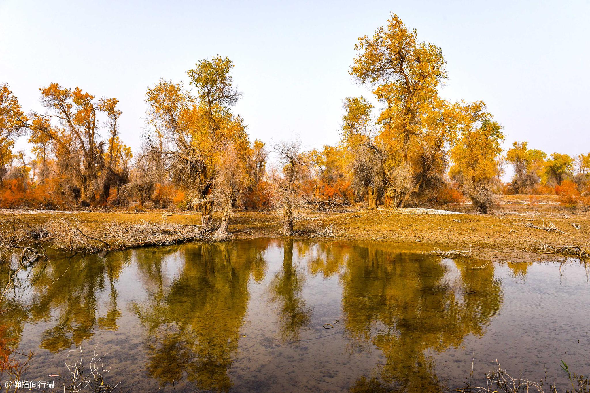 新疆大漠戈壁深处,藏有水上胡杨林,绝美秋色美如童话却鲜有人知