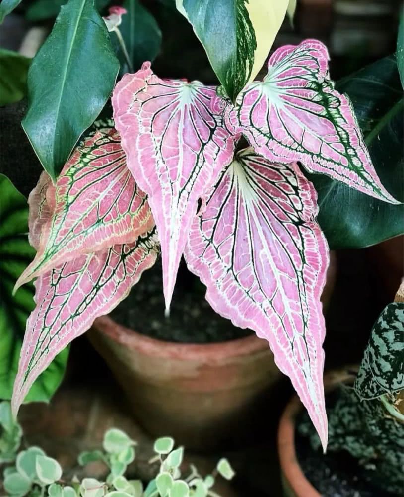 16种叶形奇特的绿色植物,送给爱花的你!|养护|叶形|叶色_新浪新闻