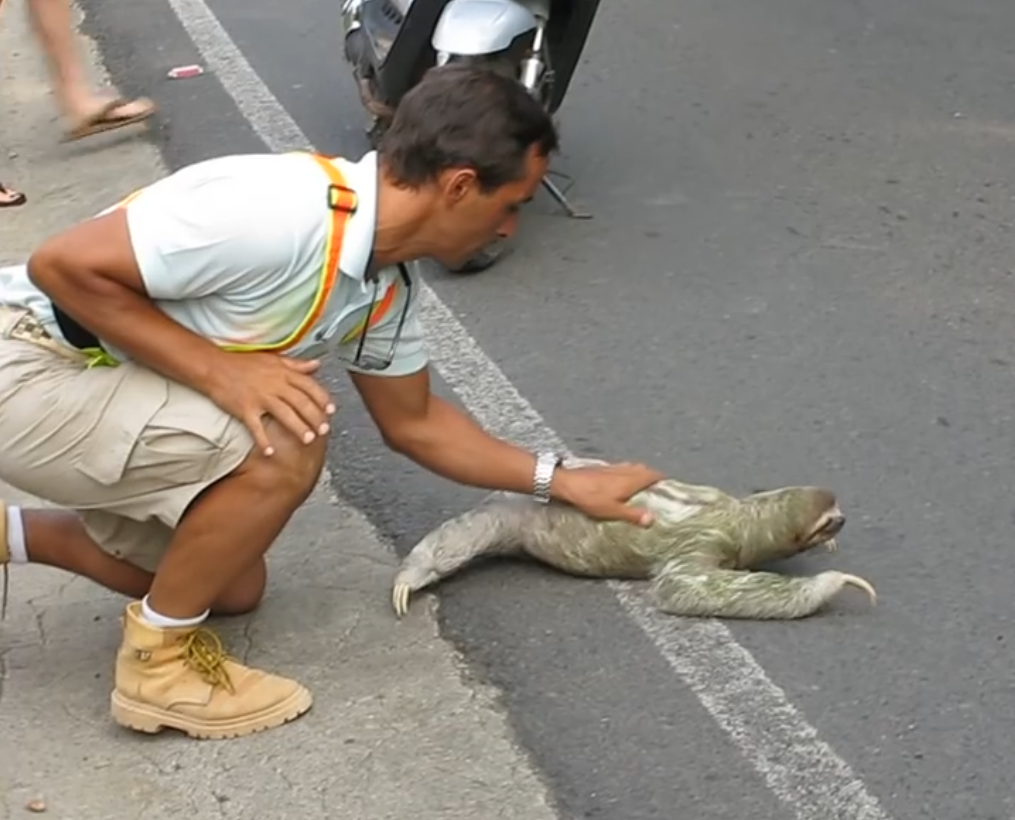 世界上爬行最慢的动物,长有四肢却形同蜗牛,路人看着都着急!