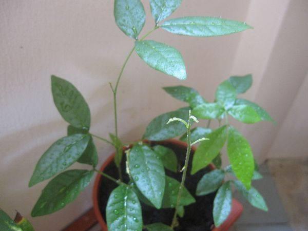 等叶芽长得稍微多一些的时候就可以将它移栽到大一点的花盆里面种植了