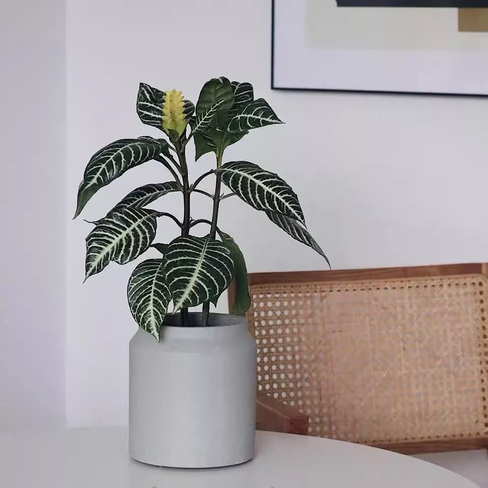 16种叶形奇特的绿色植物,送给爱花的你!|养护|叶形|叶色_新浪新闻
