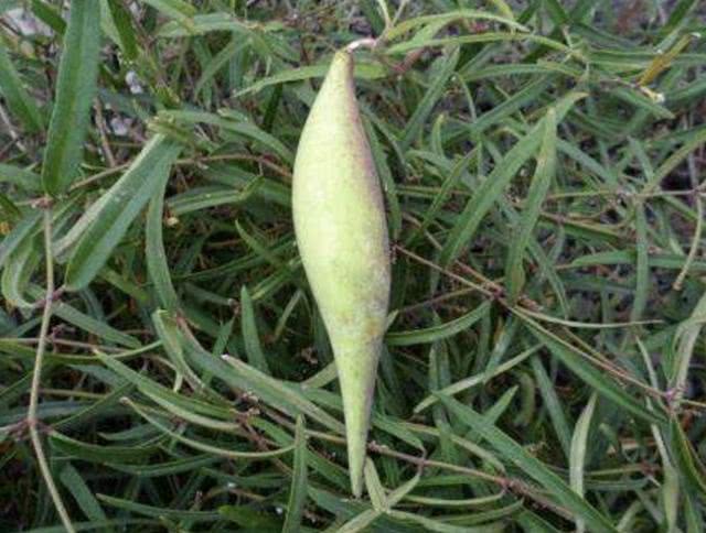 它被称为"蒿瓜",秋季开出小花,结出椭圆形的"果子",奇特!