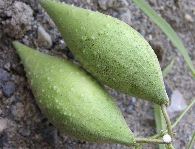 它被称为"蒿瓜",秋季开出小花,结出椭圆形的"果子",奇特!