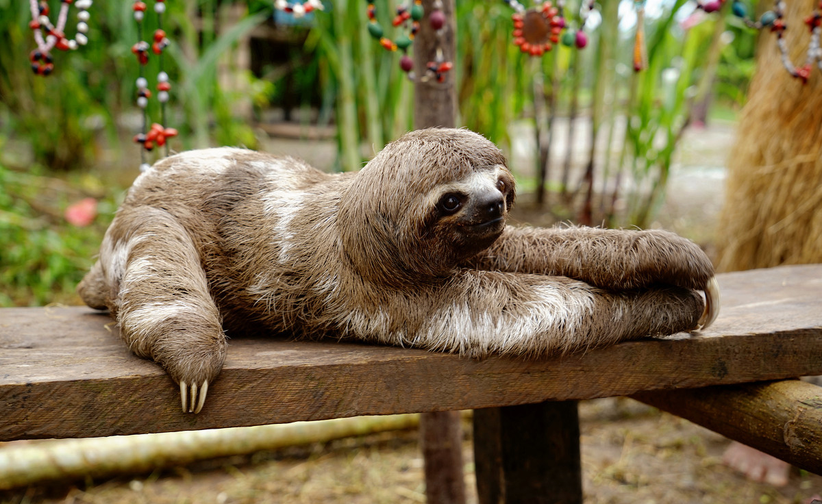 世界上爬行最慢的动物,长有四肢却形同蜗牛,路人看着都着急!