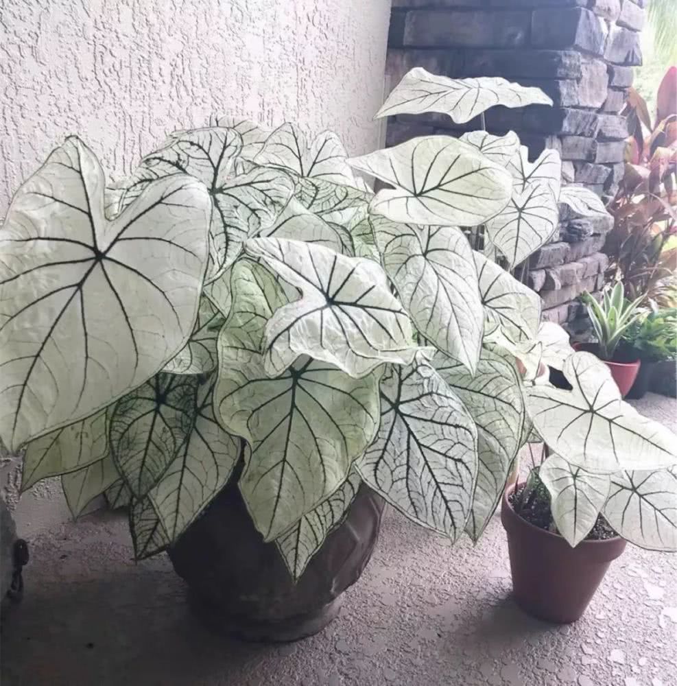 16种叶形奇特的绿色植物,送给爱花的你!|养护|叶形|叶色_新浪新闻