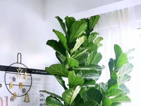16种叶形奇特的绿色植物,送给爱花的你!|观叶植物|养护|小编|叶色|环境_新浪新闻