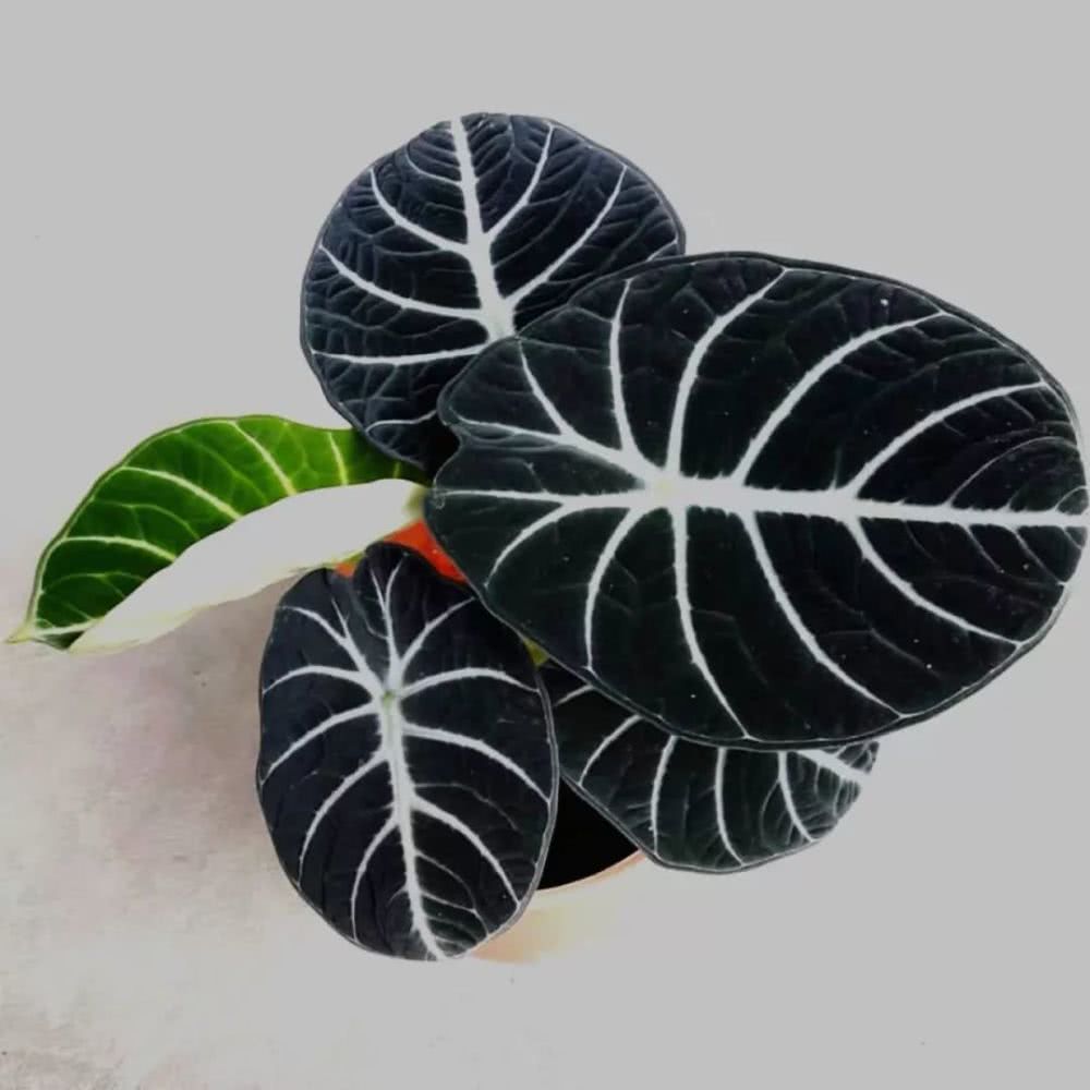 16种叶形奇特的绿色植物,送给爱花的你!|养护|叶形|叶色_新浪新闻