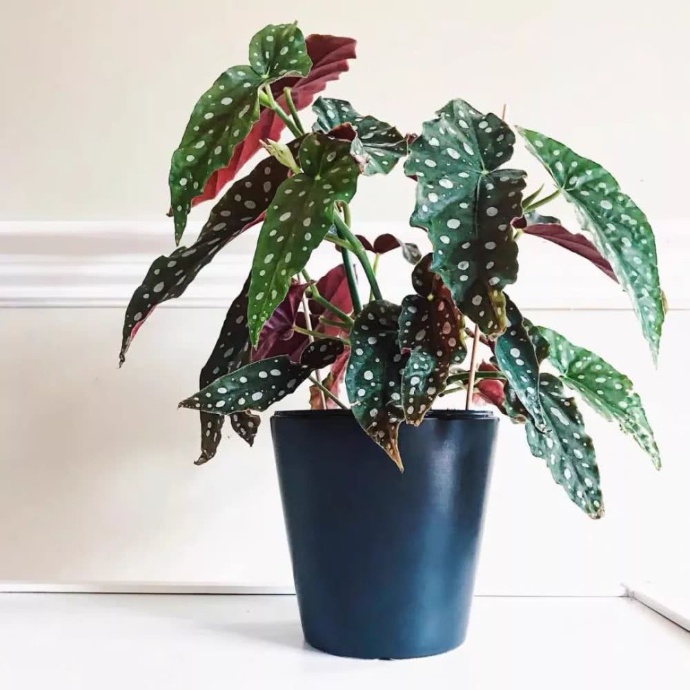 16种叶形奇特的绿色植物,送给爱花的你!|养护|叶形|叶色_新浪新闻