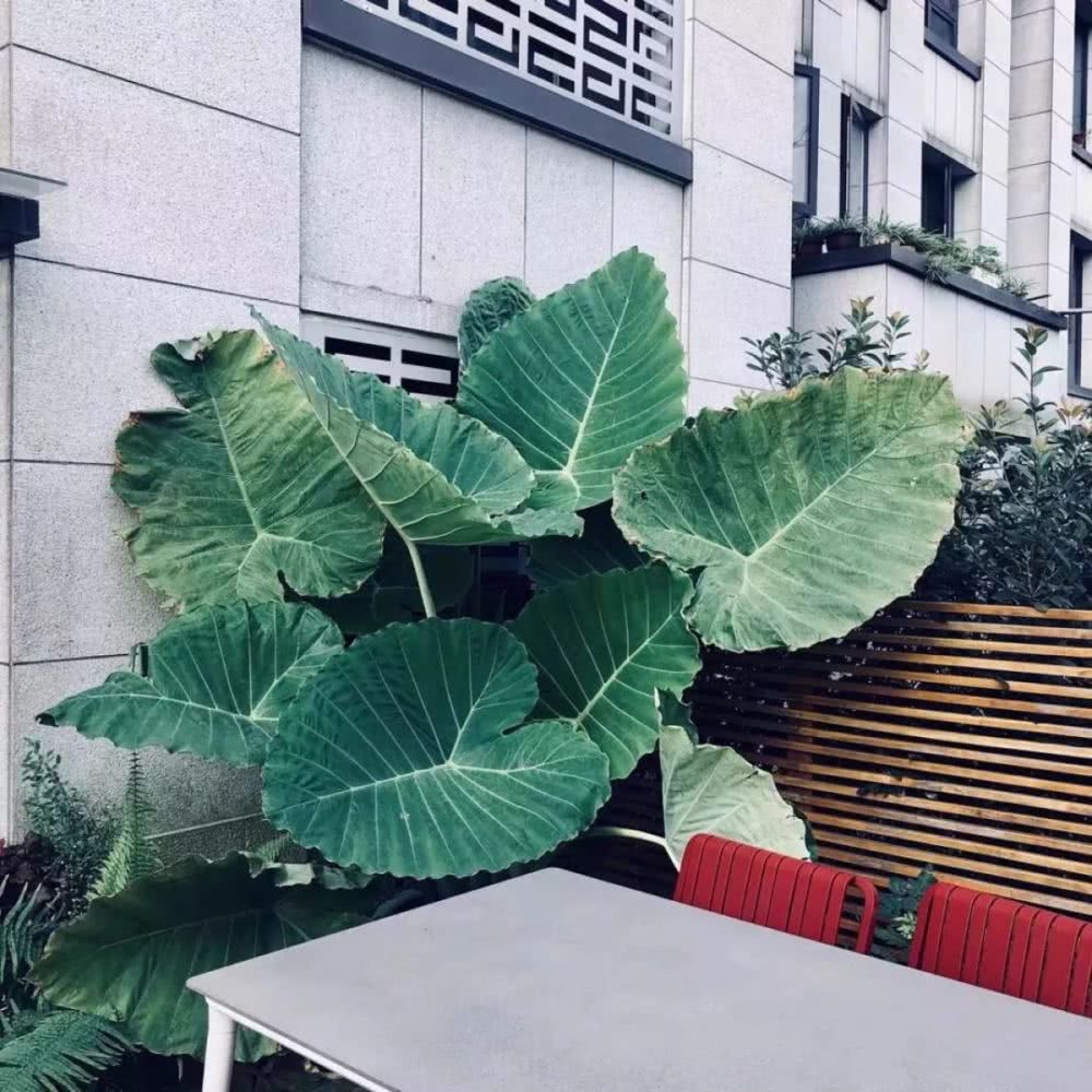 16种叶形奇特的绿色植物,送给爱花的你!|养护|叶形|叶色_新浪新闻