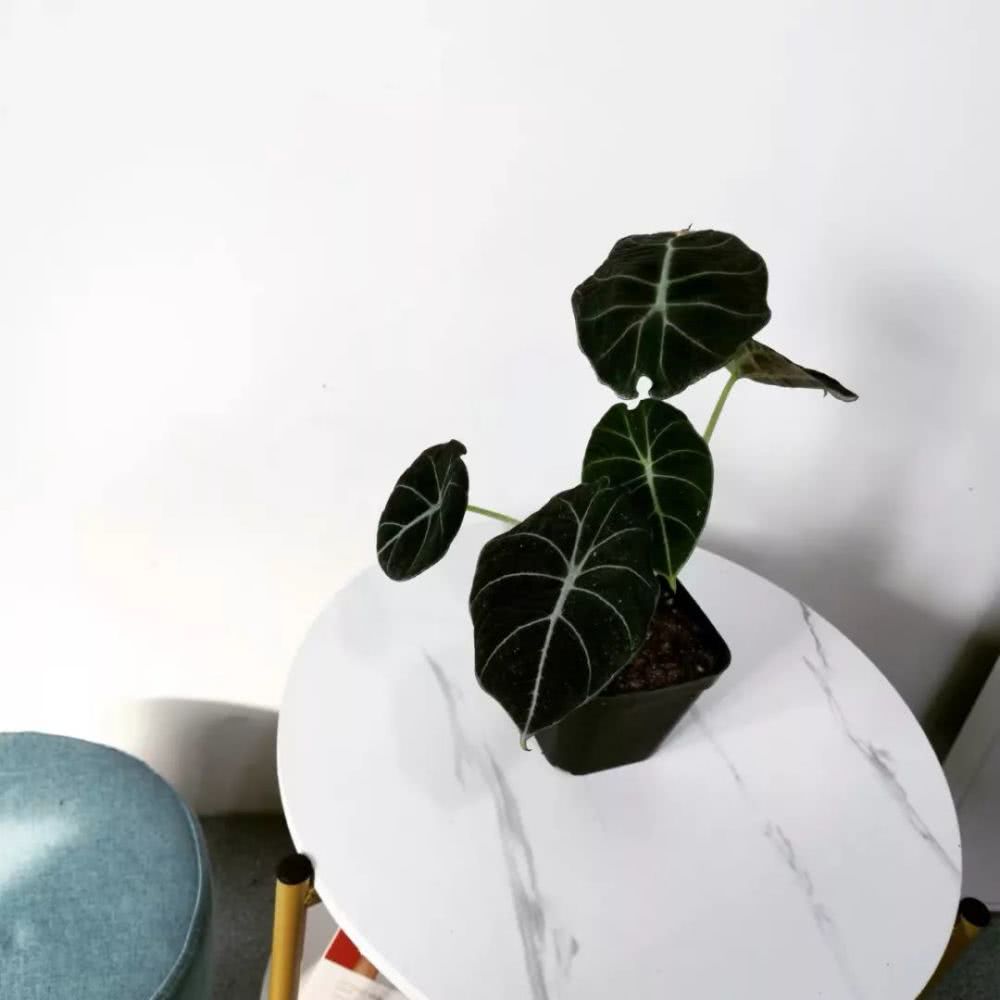 16种叶形奇特的绿色植物,送给爱花的你!|养护|叶形|叶色_新浪新闻
