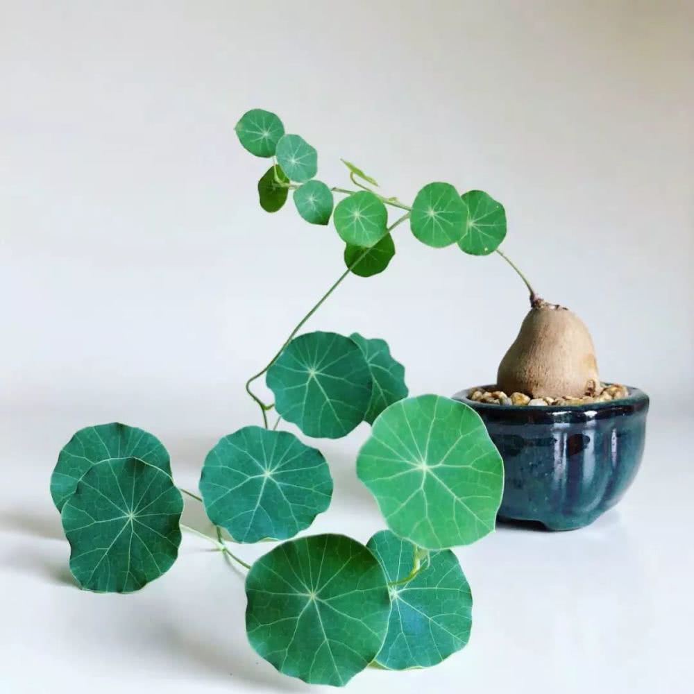 16种叶形奇特的绿色植物,送给爱花的你!|养护|叶形|叶色_新浪新闻