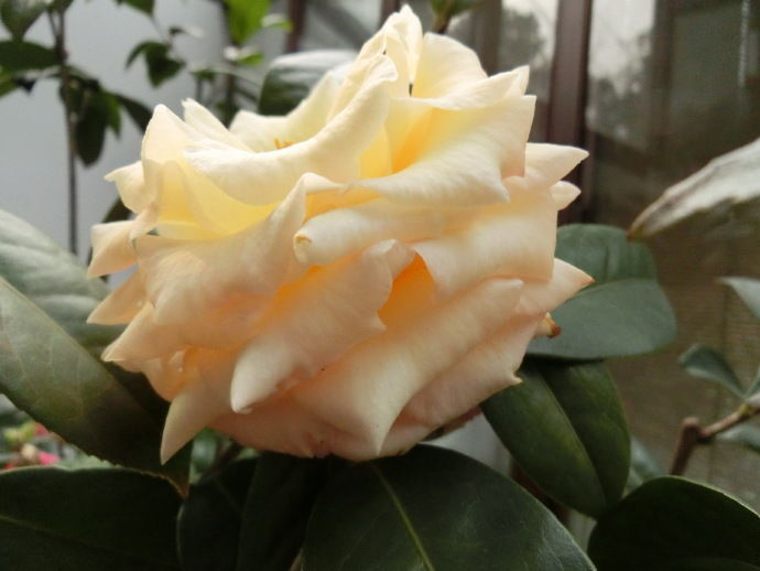 喜欢菊花,不如养盆"稀品茶花"新世纪,瓣如少女肌肤,娇嫩华贵