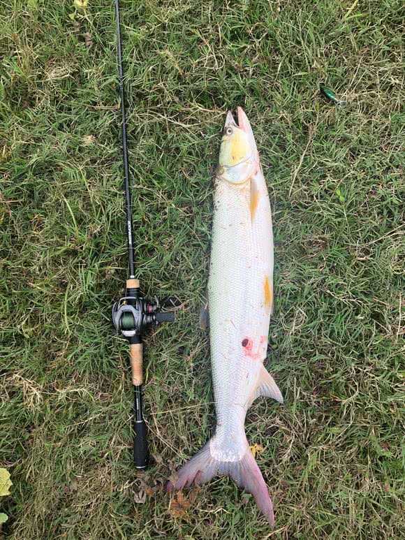 农村小水塘里钓起半米长"怪鱼",全身雪白,鱼身细长|湘江|黄箭|白条鱼