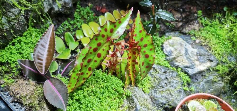 16种叶形奇特的绿色植物,送给爱花的你!|养护|叶形|叶色_新浪新闻