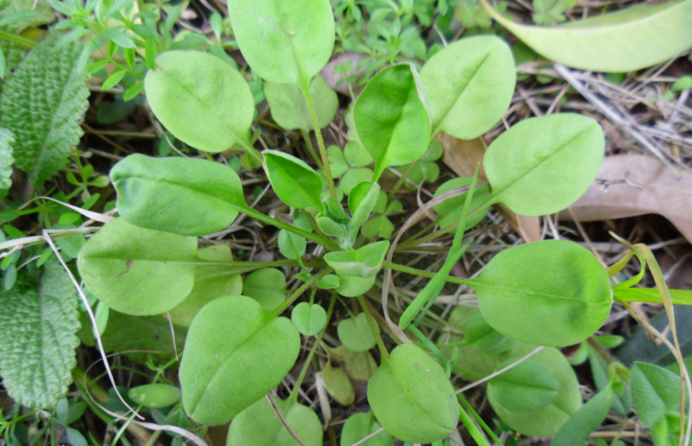 农村荒地常见的"地胡椒",既是野菜也是"胃药",常吃能治胃痛