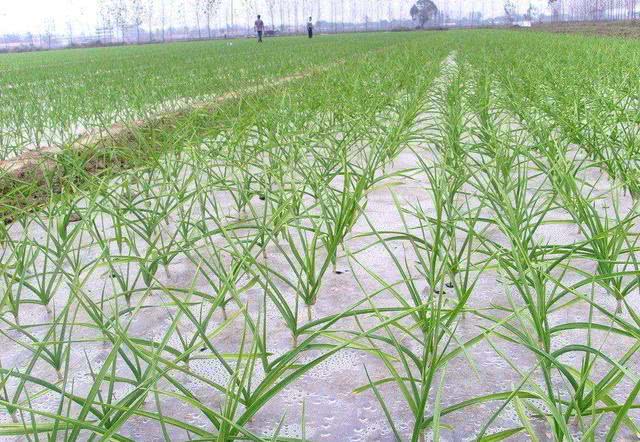 农民种大蒜,掌握这1个小技巧,大蒜冻害少,成熟早,增产20%