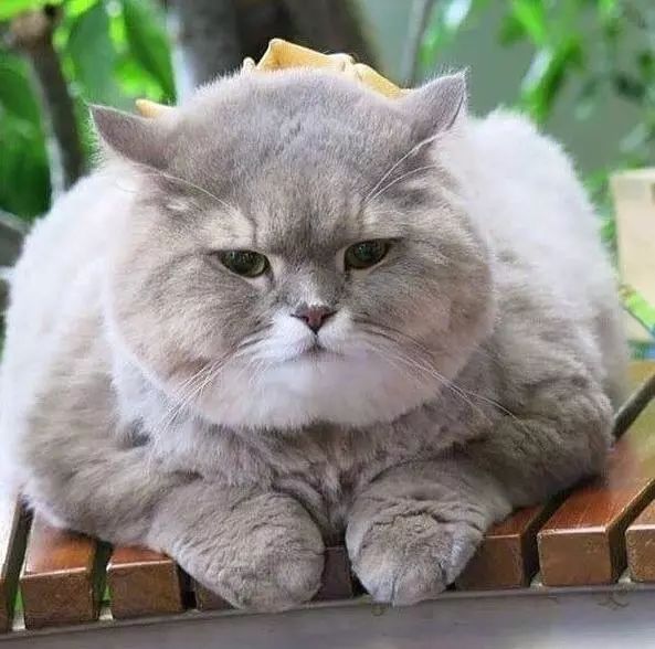这只肥美的猫看上去好霸气,脚丫太胖了,双下巴都出来了还不减肥
