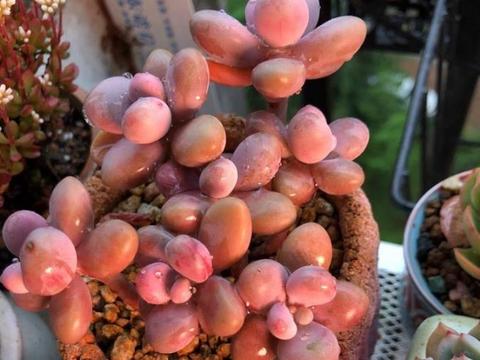 种植多肉植物的土壤发霉了 简单两步 轻松处理不伤多肉