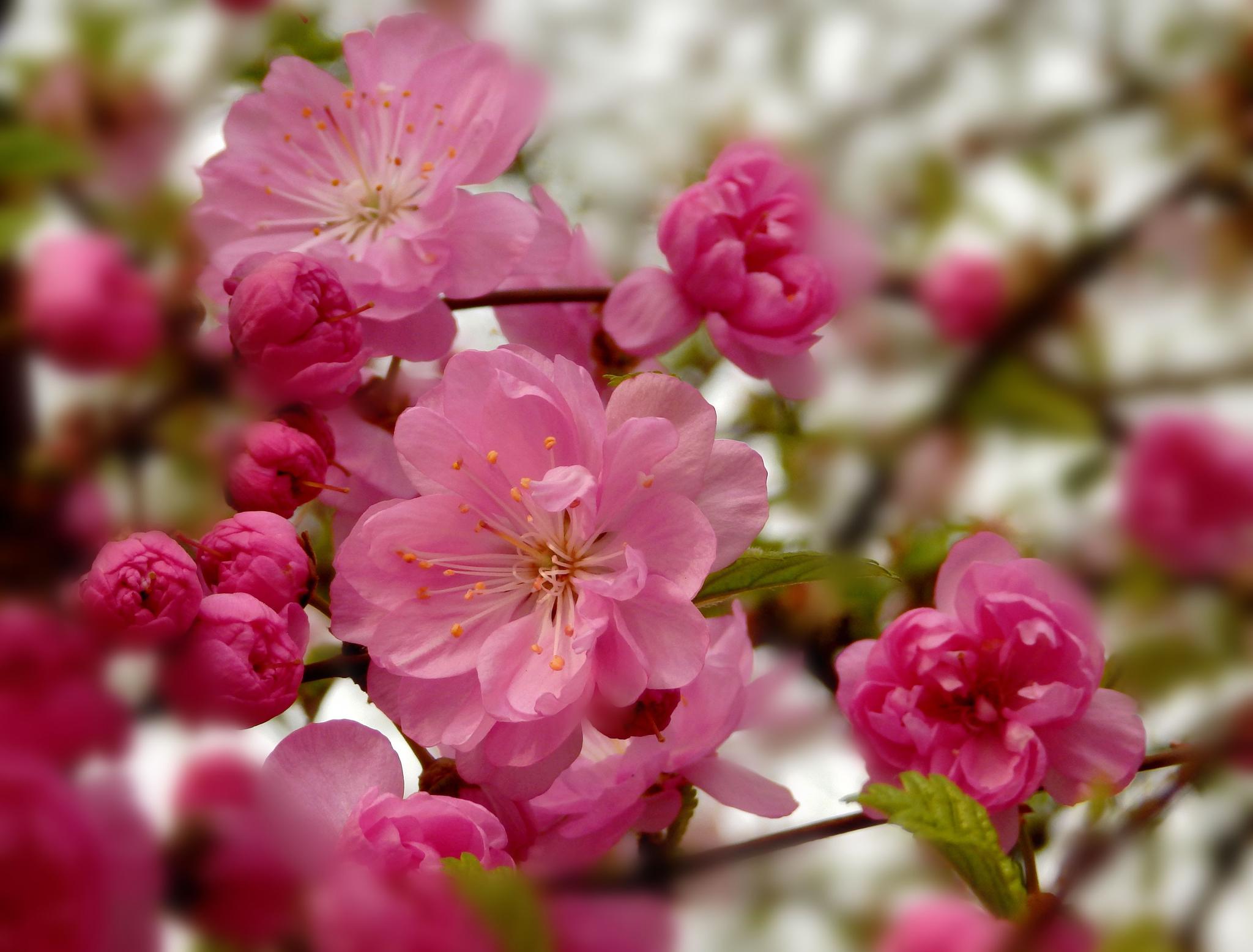 花中小清新榆叶梅,花开清新淡雅,令人十分的愉悦,心旷神怡