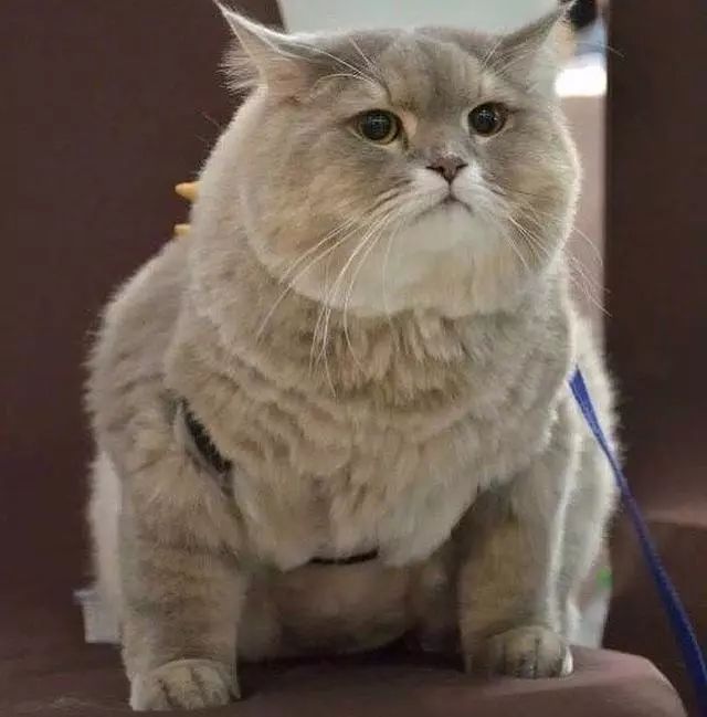 这只肥美的猫看上去好霸气,脚丫太胖了,双下巴都出来了还不减肥