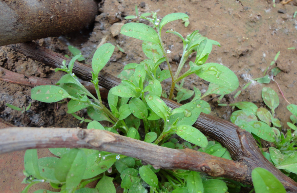 农村荒地常见的"地胡椒",既是野菜也是"胃药",常吃能治胃痛