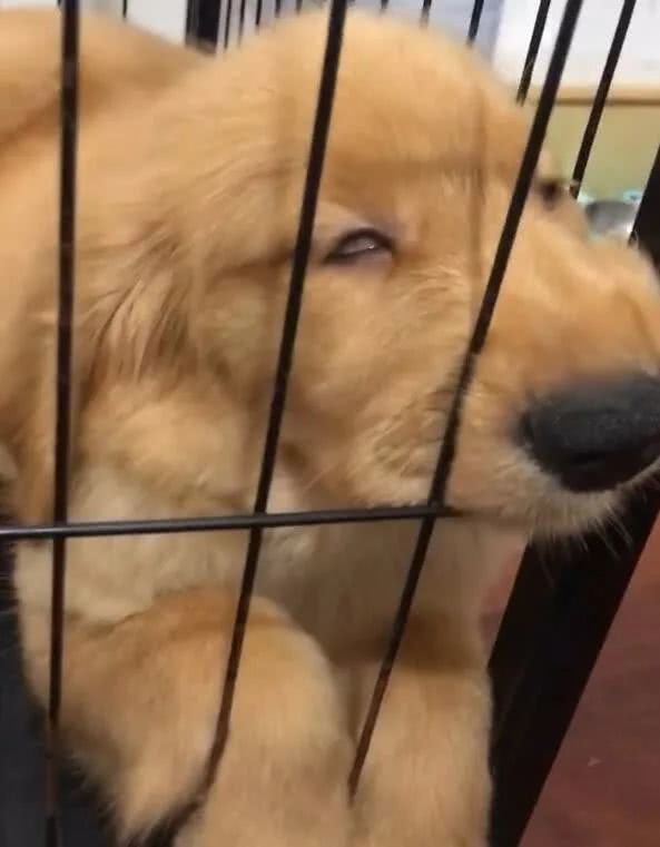 金毛睡觉翻白眼,眼珠子找不到,结果让人哭笑不得|金毛|狗狗|表情_新浪