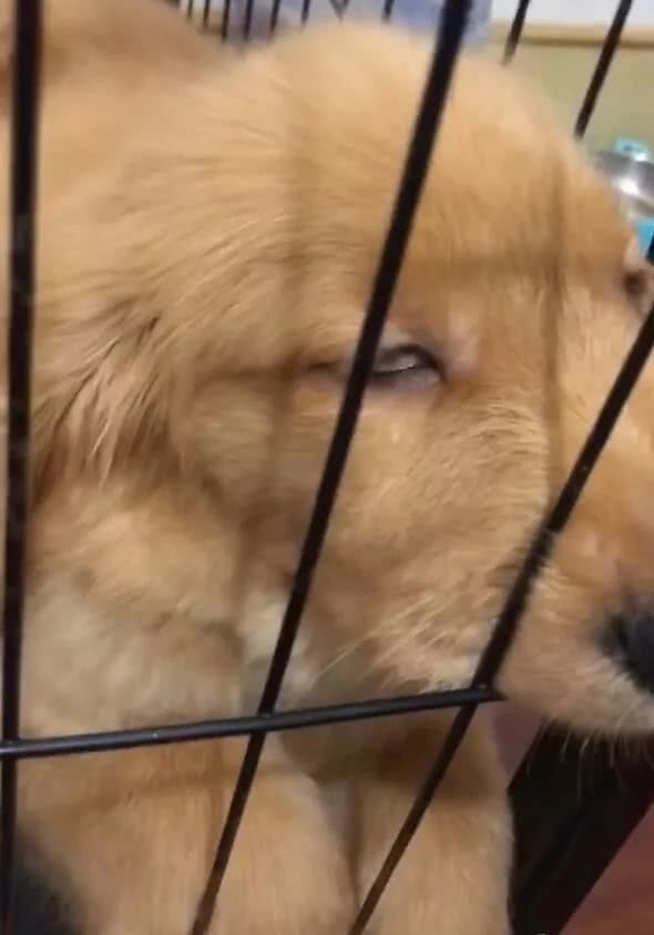 金毛睡觉翻白眼,眼珠子找不到,结果让人哭笑不得