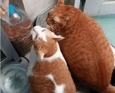 主人捡回两只瘦弱的小橘猫，一年后猫咪胖成“猪”，不愧是橘猫|猫咪|橘猫|猫_新浪新闻