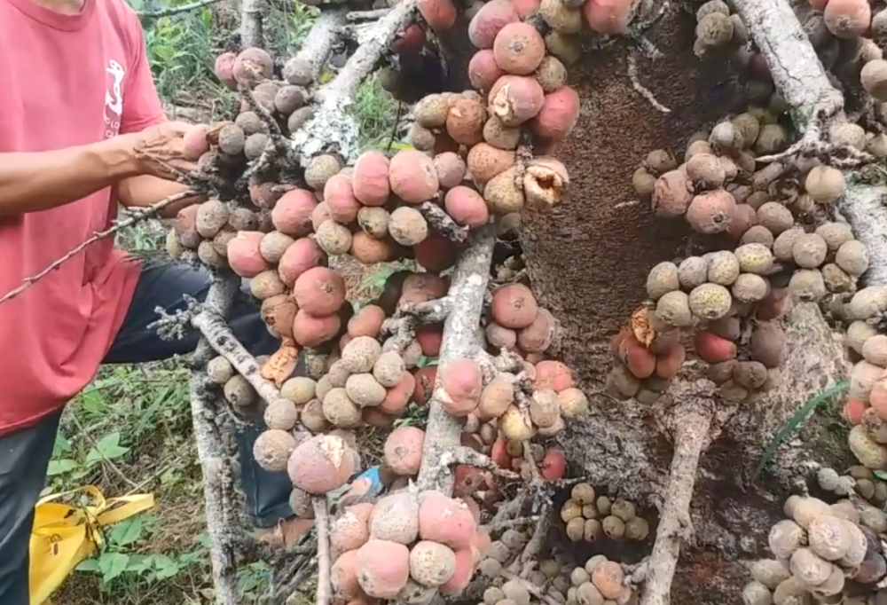 云南这种果树太特别了,不开花却能结出很多果实,吃着软糯香甜