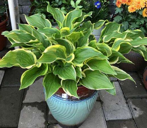 盆栽玉簪花怎么养更好?做好这几点,花开满盆,清香宜人,美极了