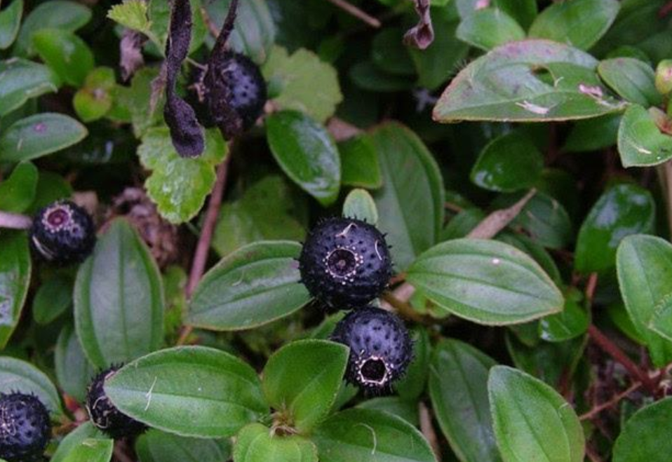 当下正值金秋时节,也是地菍长得最多的季节,走在农村的路边,草丛就能