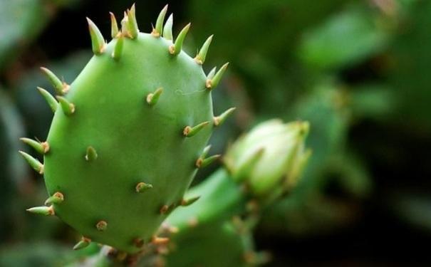 浑身刺不招人喜欢仙人掌虽然颜值不高作用可真不少