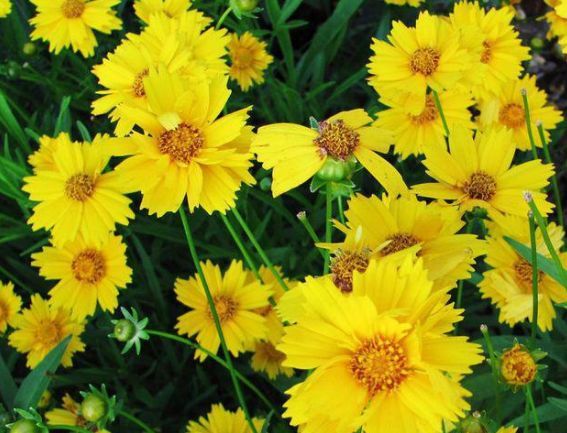 喜欢菊花首选这款菊中精品西湖柳月花似葵花向阳美爆了