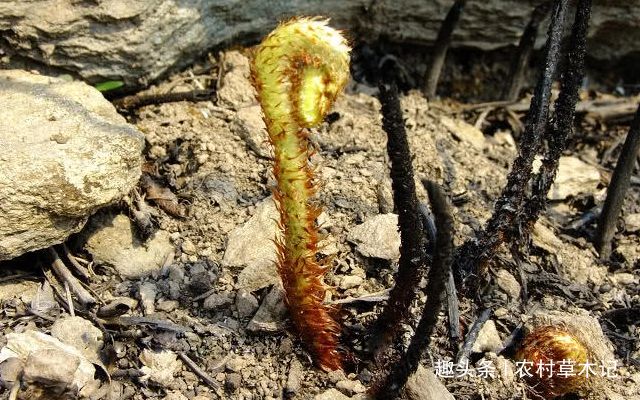 此为珍贵的"猴腿菜",山里见到,请别因为漂亮,而随意摘玩