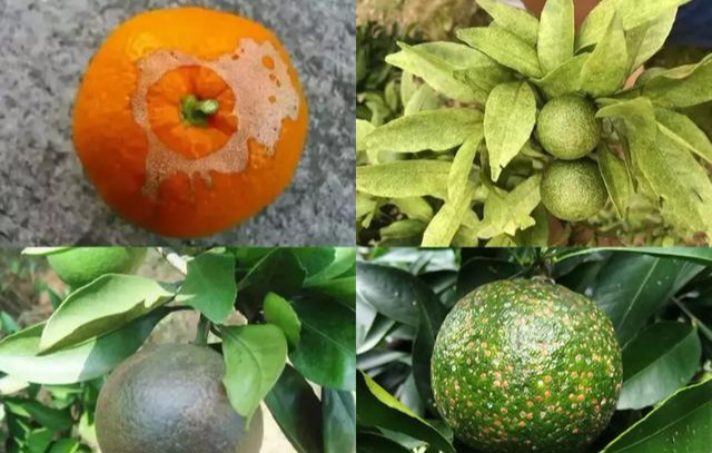 柑橘花皮果多,破坏颜值也影响品质,果农如何才能预防?